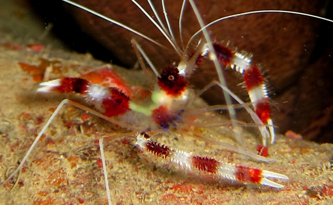 Bawah Underwater 185