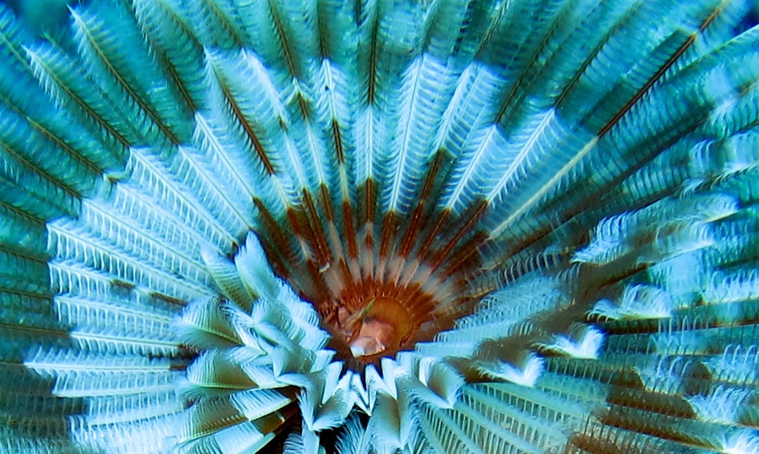 Bawah Underwater 186