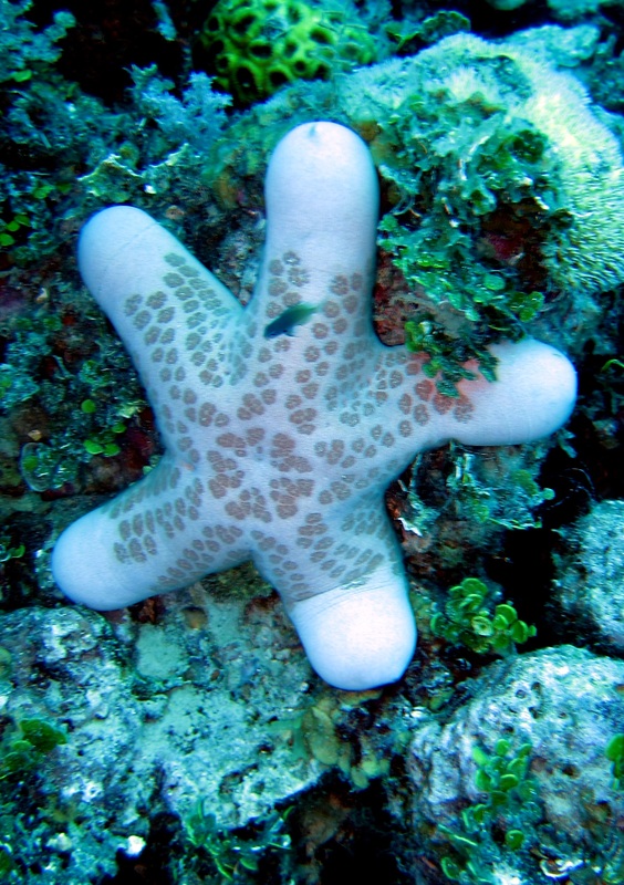 Bawah Underwater 187