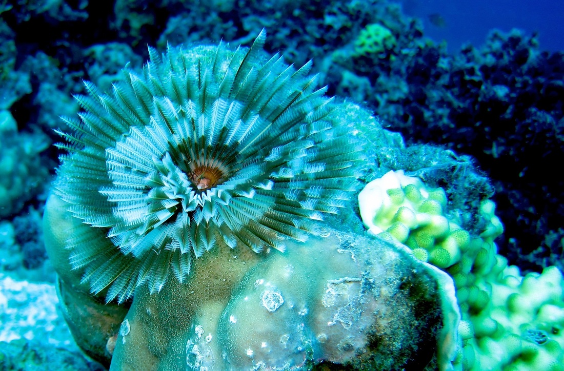 Bawah Underwater 188