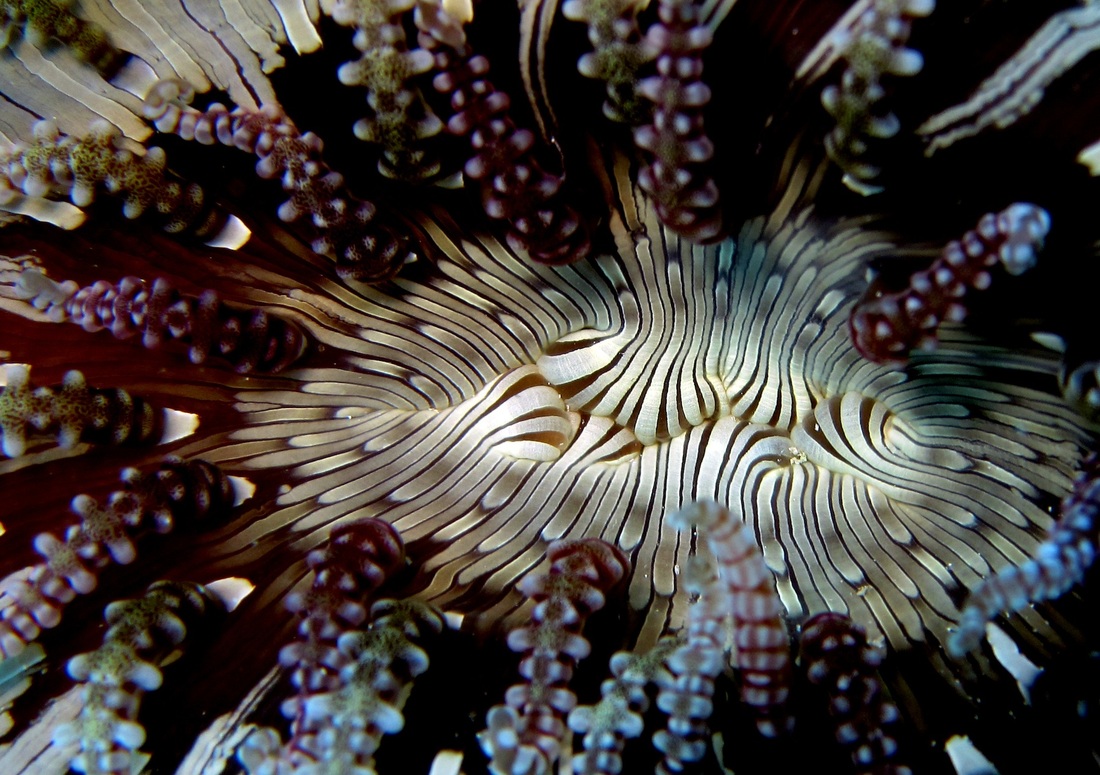 Bawah Underwater 189