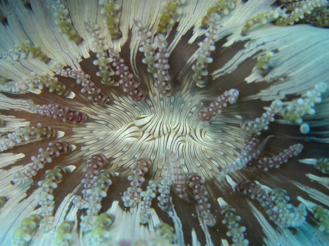 Bawah Underwater 190