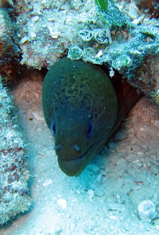 Bawah Underwater 191