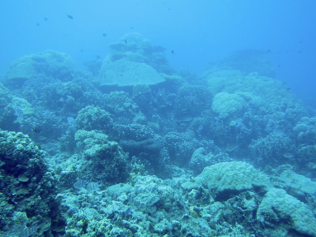 Bawah Underwater 193