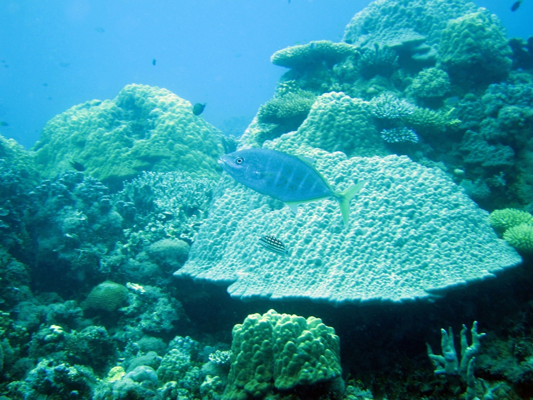 Bawah Underwater 194