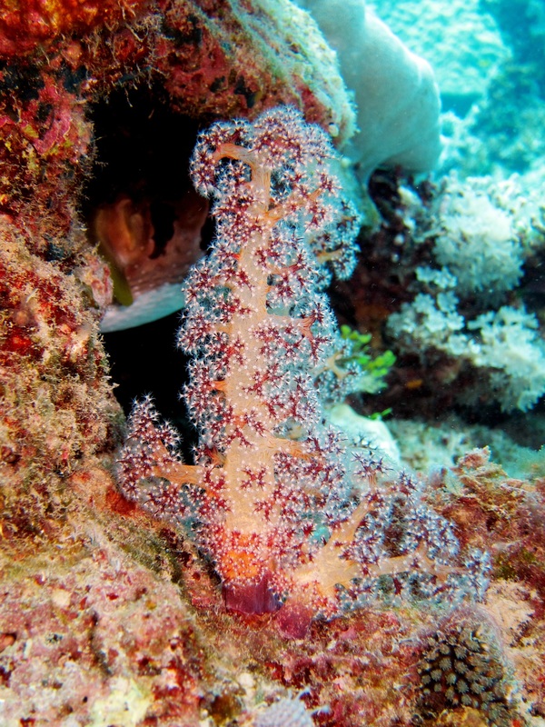 Bawah Underwater 195