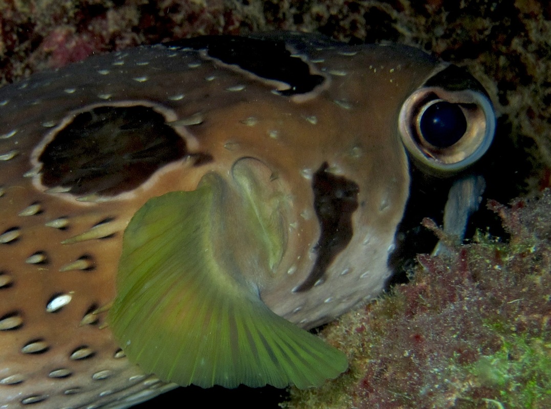 Bawah Underwater 196