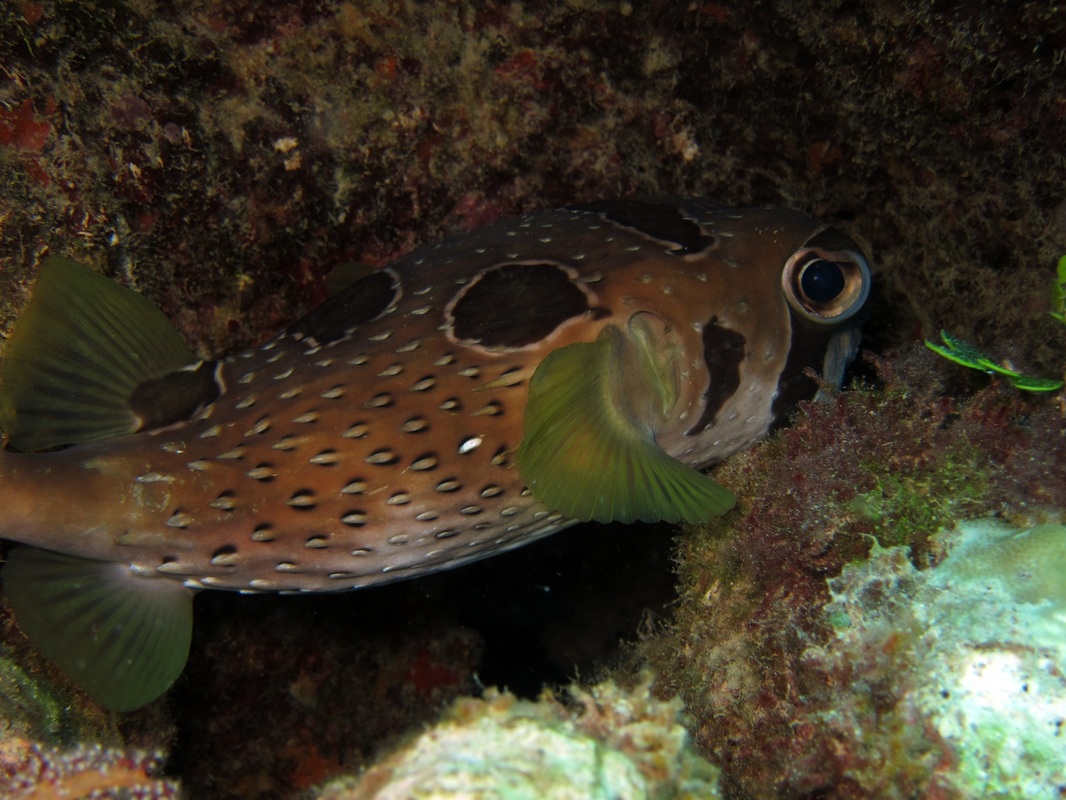 Bawah Underwater 197
