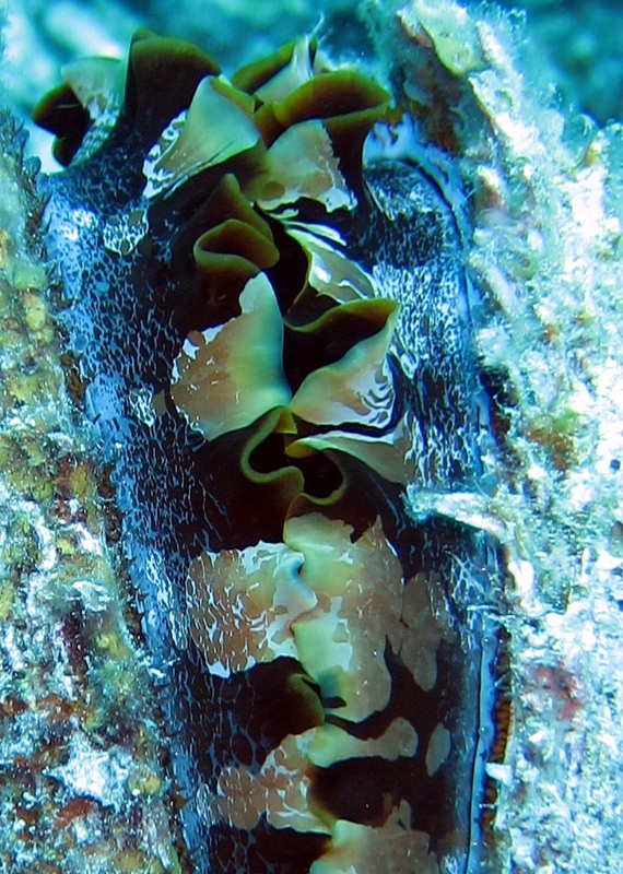 Bawah Underwater 204