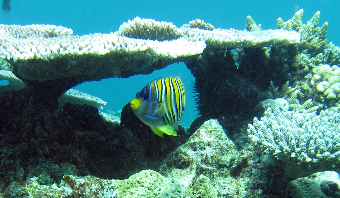Bawah Underwater 207