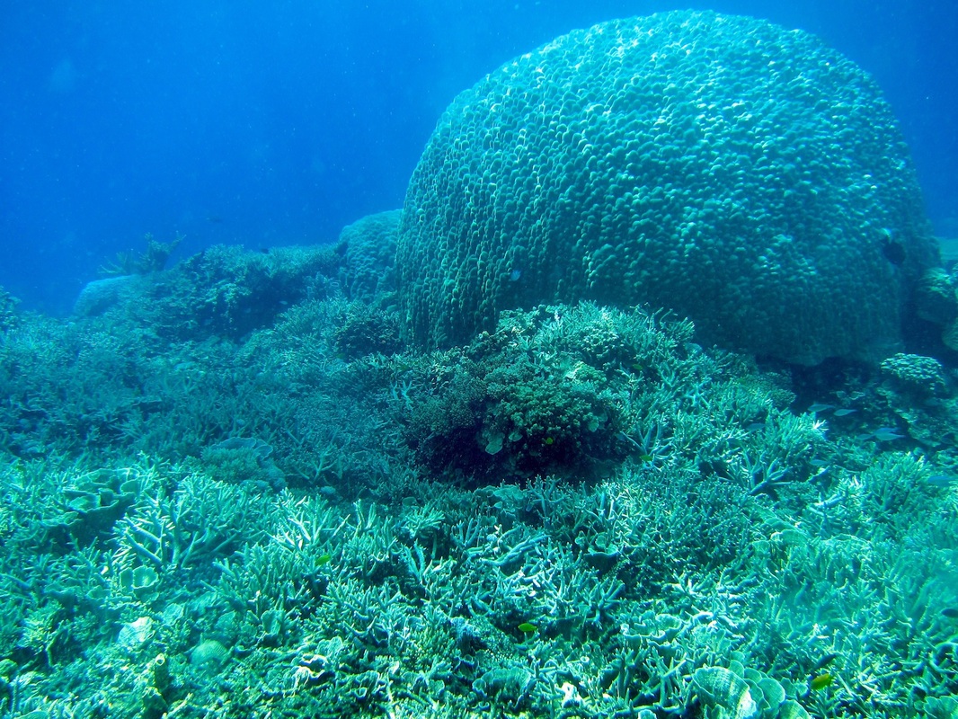 Bawah Underwater 208