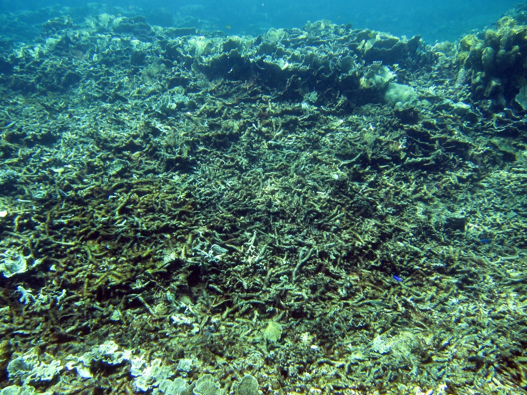 Bawah Underwater 209