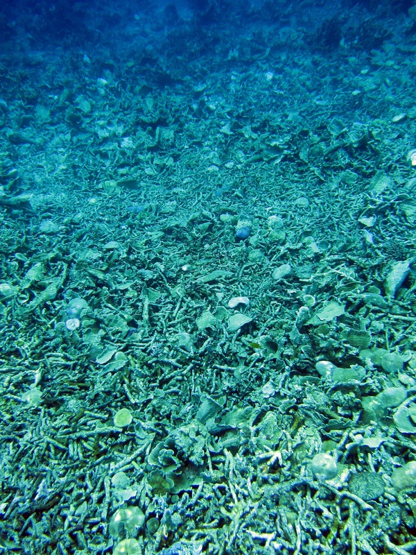 Bawah Underwater 210