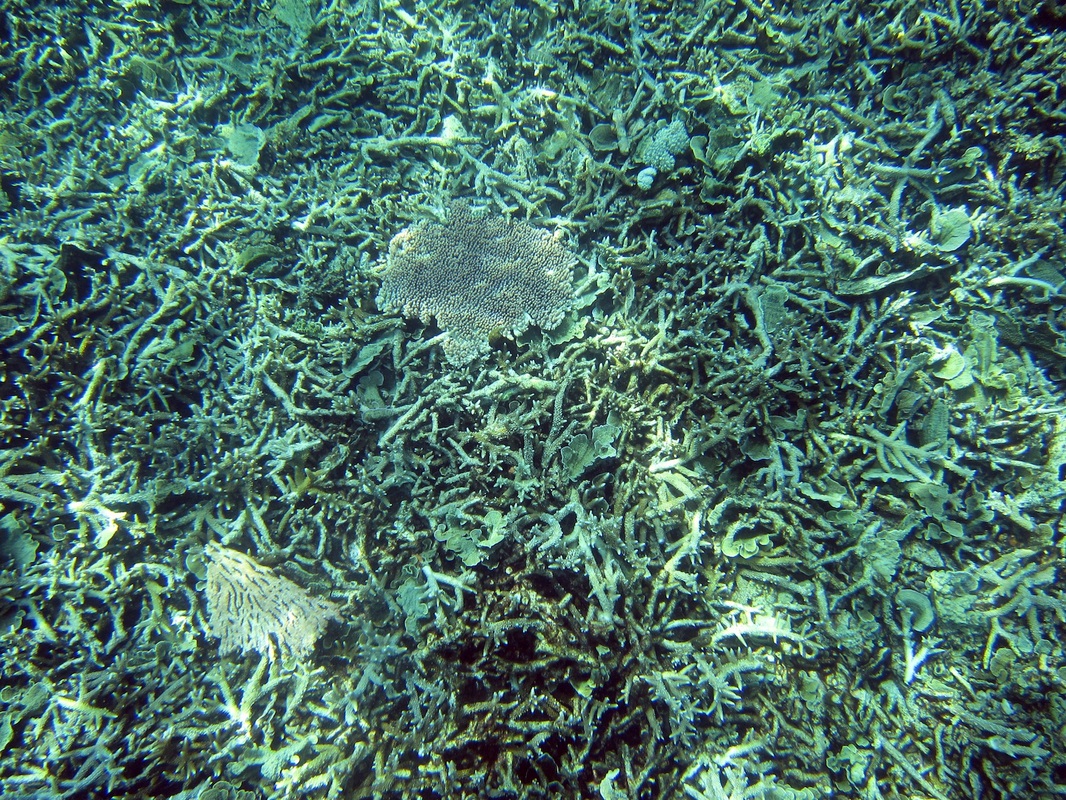 Bawah Underwater 211