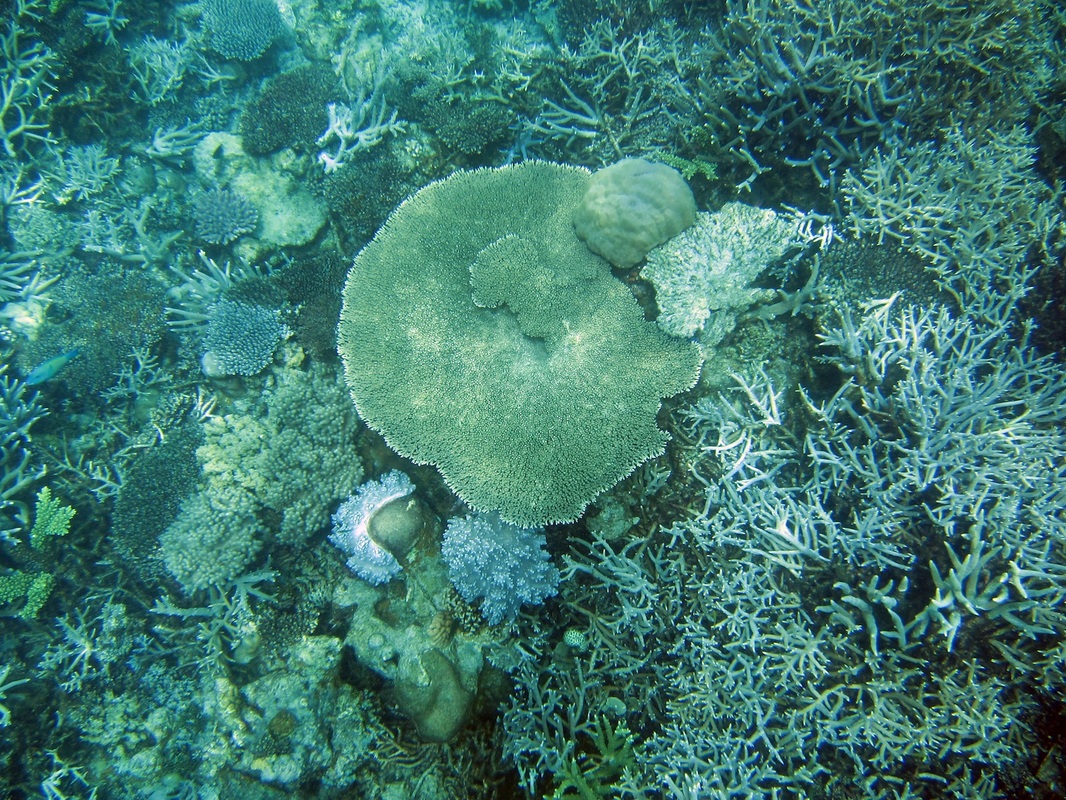 Bawah Underwater 212