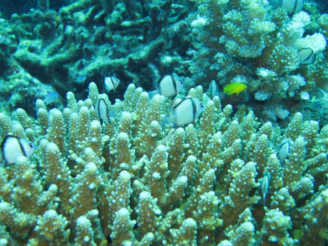 Bawah Underwater 213