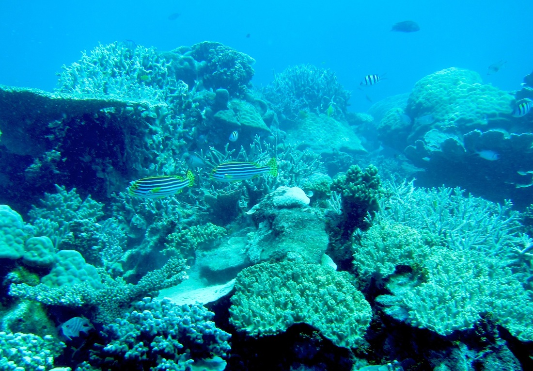 Bawah Underwater 214