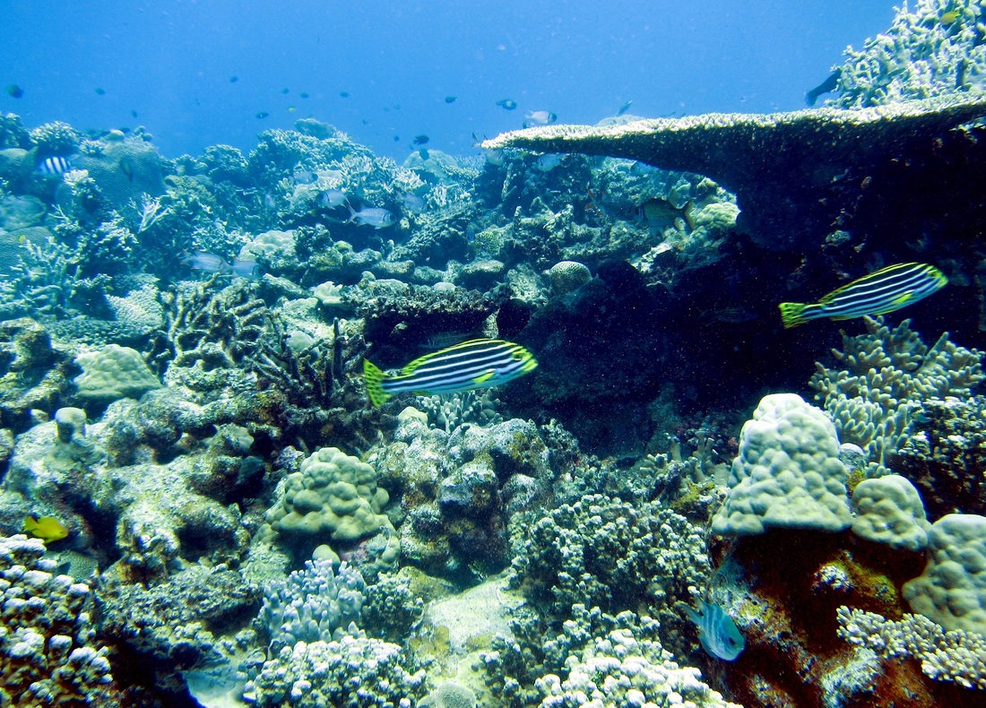 Bawah Underwater 215