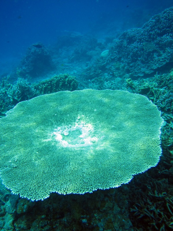 Bawah Underwater 216