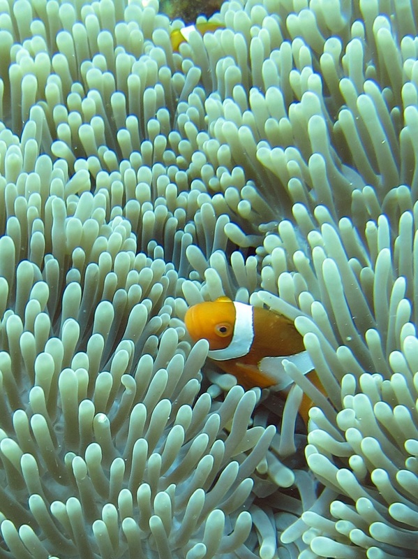 Bawah Underwater 217