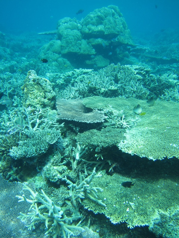 Bawah Underwater 218