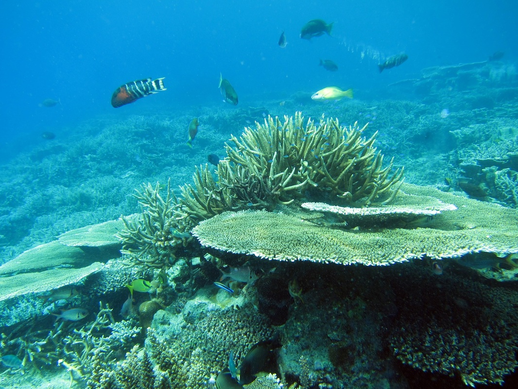 Bawah Underwater 219