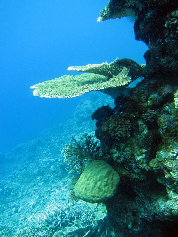 Bawah Underwater 220