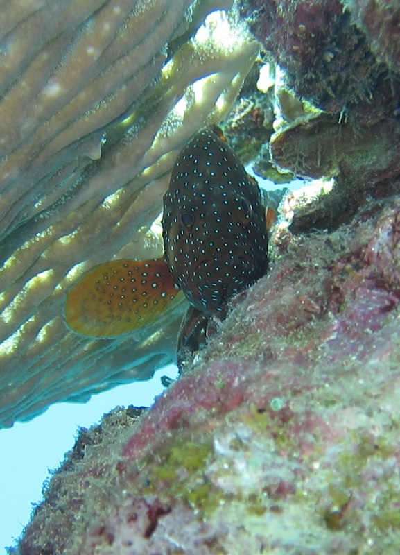 Bawah Underwater 221