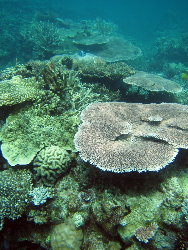 Bawah Underwater 222