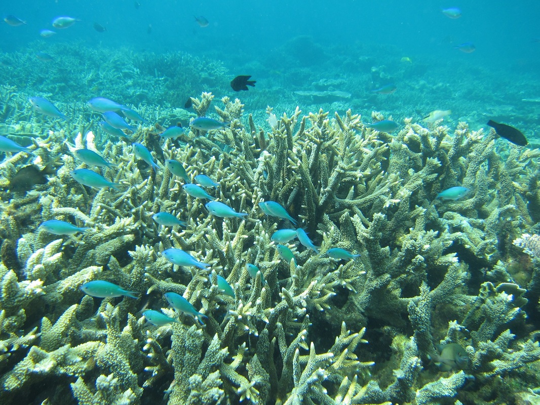 Bawah Underwater 223