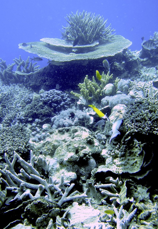 Bawah Underwater 224