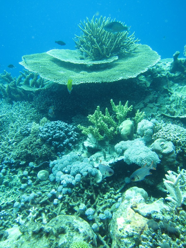 Bawah Underwater 225