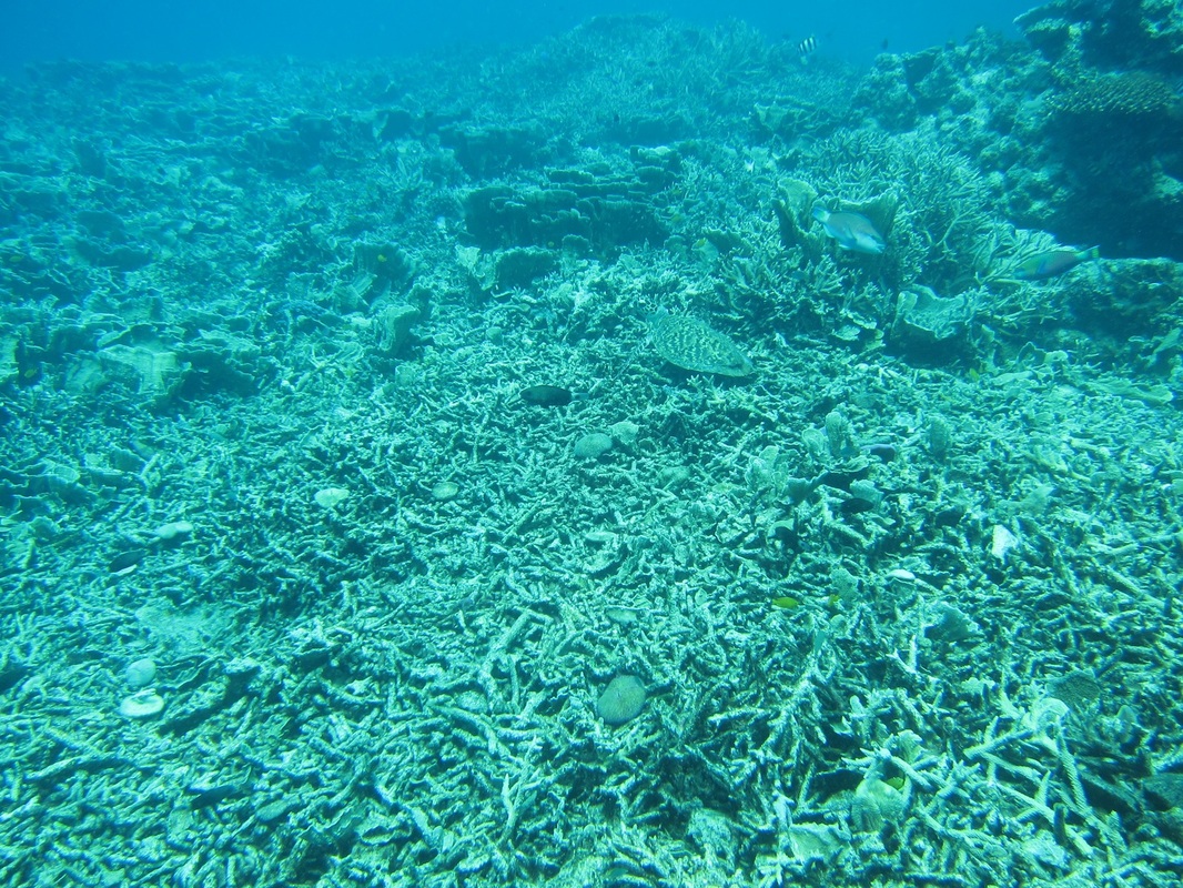Bawah Underwater 226