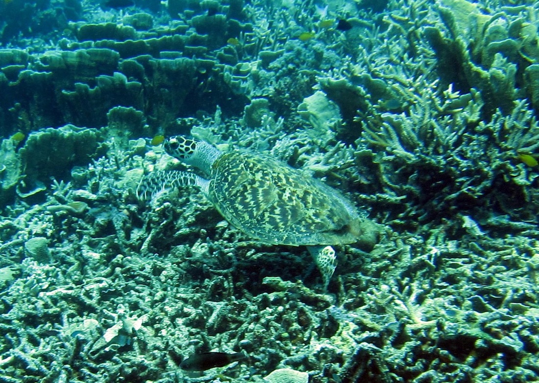 Bawah Underwater 227