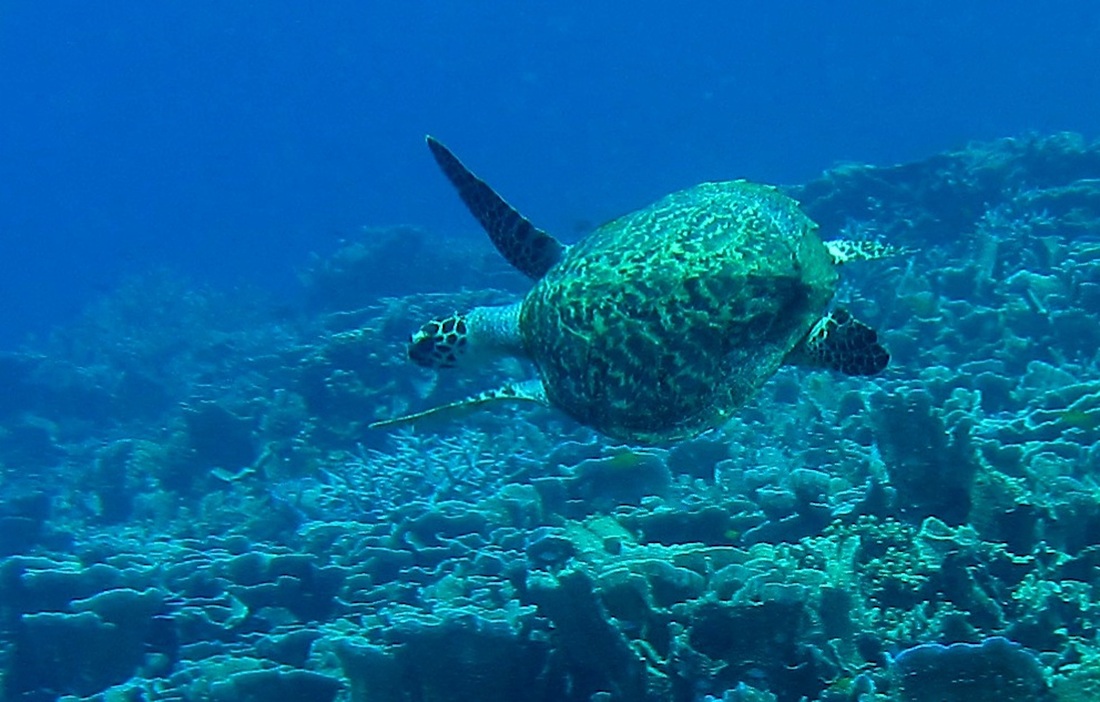 Bawah Underwater 228