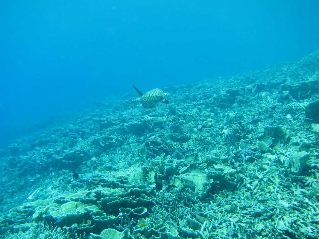 Bawah Underwater 229