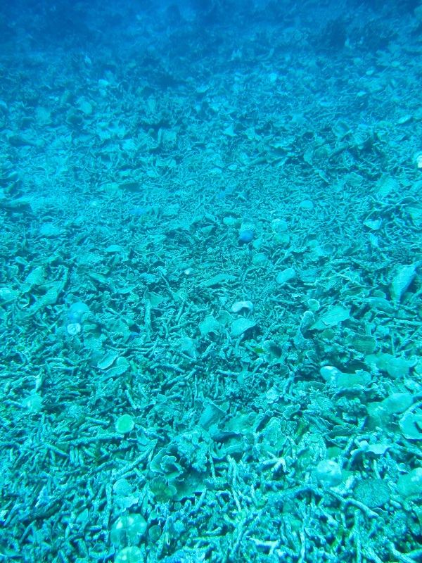 Bawah Underwater 230
