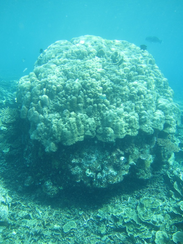 Bawah Underwater 231