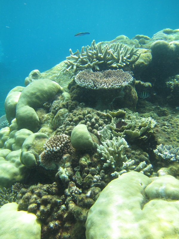 Bawah Underwater 232