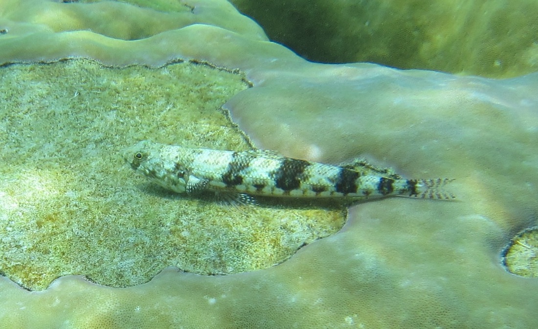 Bawah Underwater 233