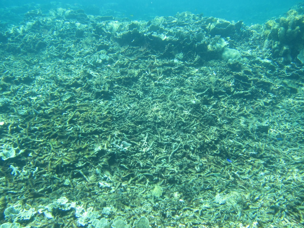 Bawah Underwater 234