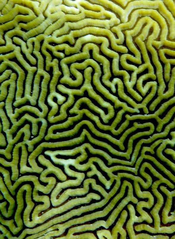 Bawah Underwater 235
