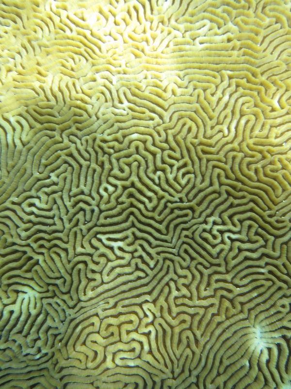 Bawah Underwater 236
