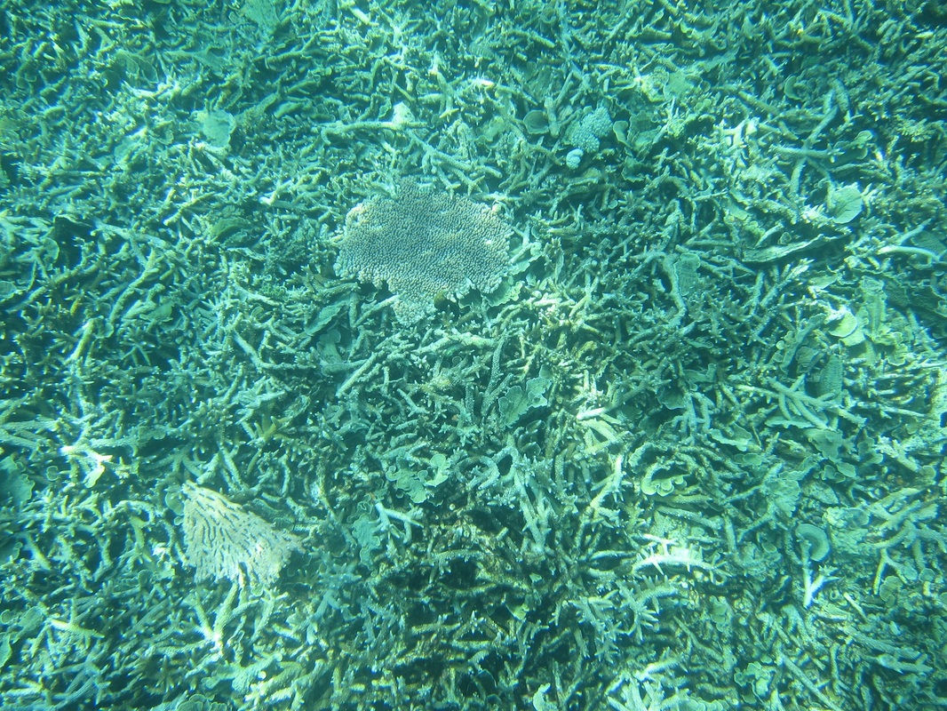 Bawah Underwater 237