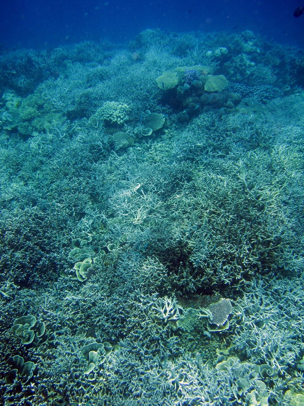 Bawah Underwater 238