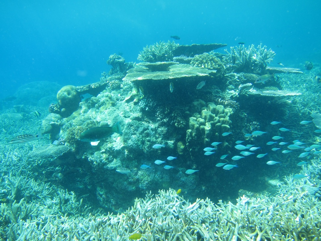 Bawah Underwater 239