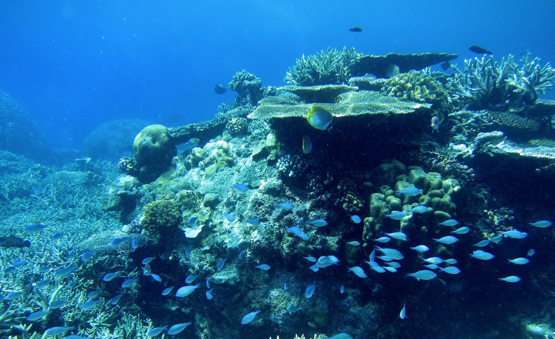 Bawah Underwater 240