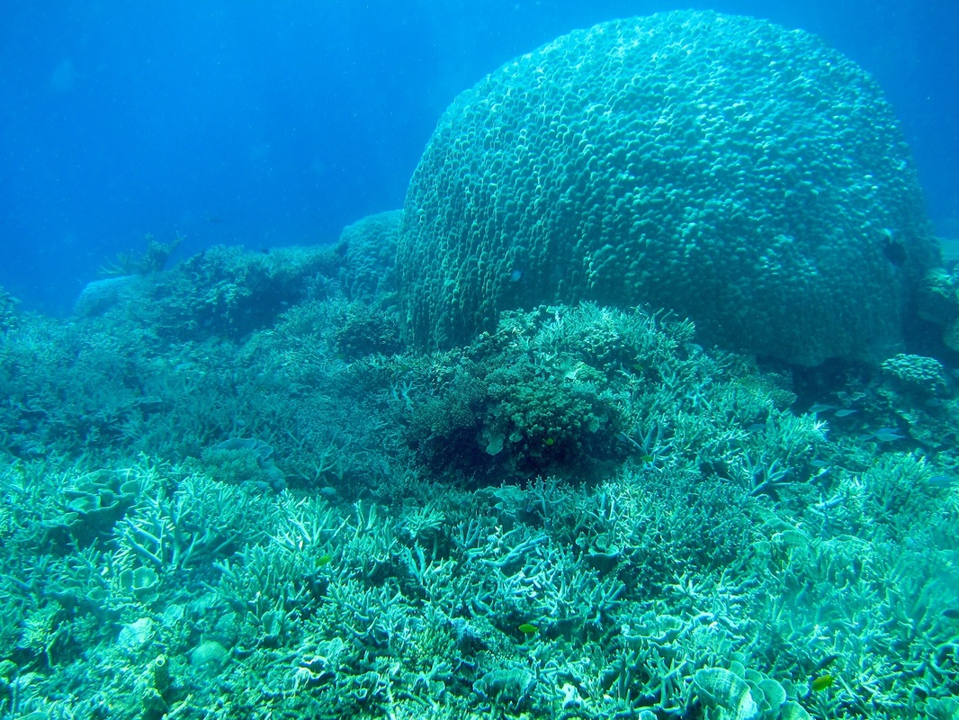 Bawah Underwater 241