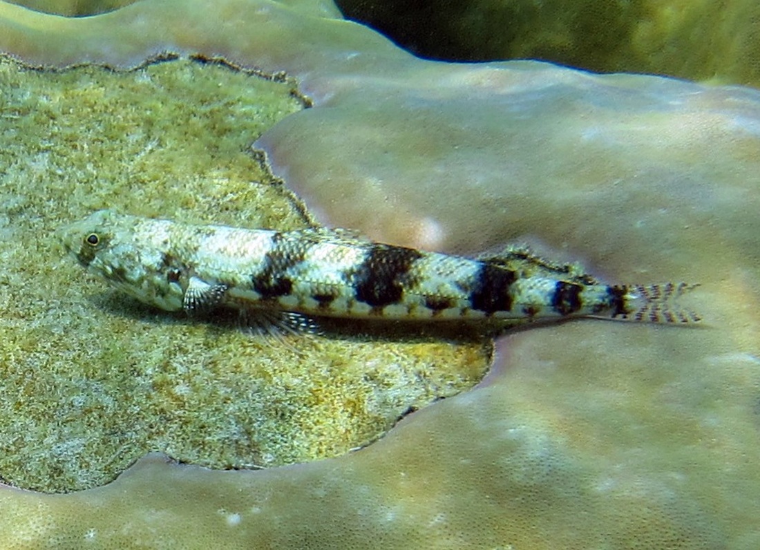 Bawah Underwater 242