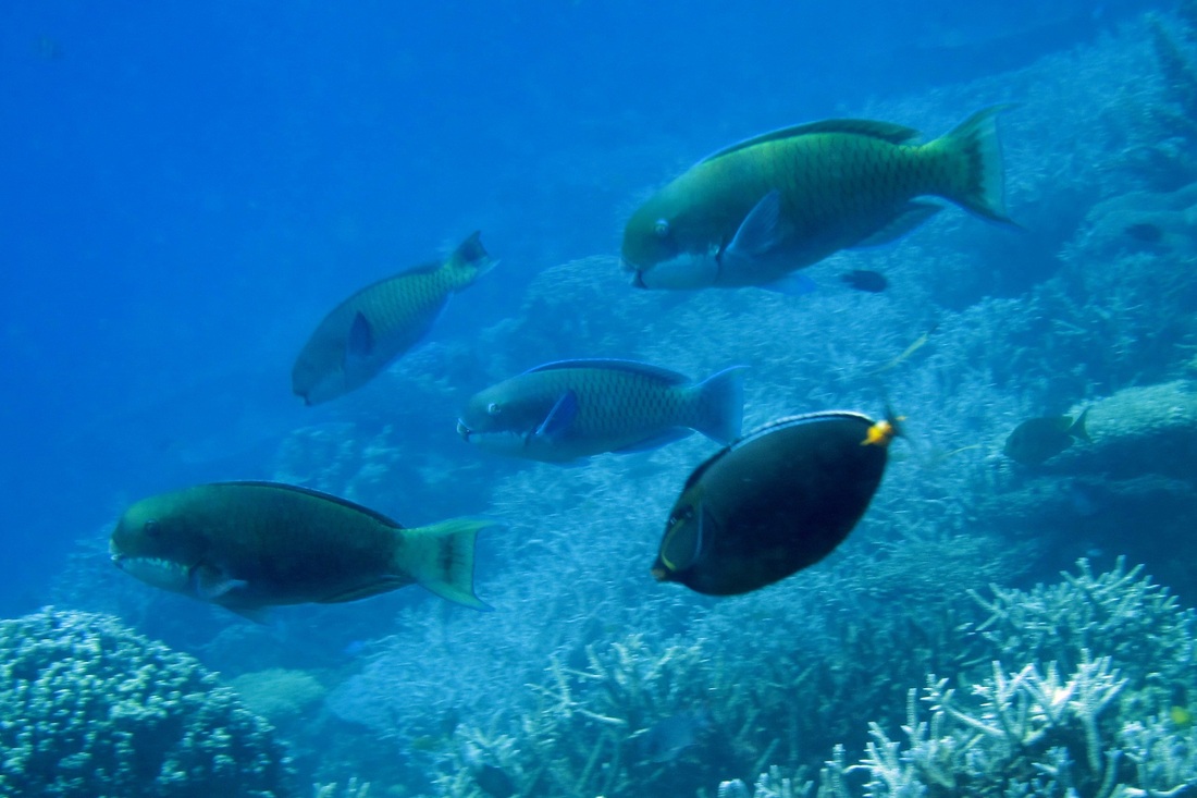 Bawah Underwater 243